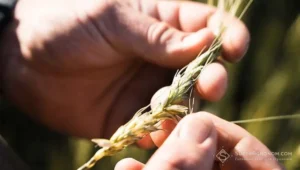 Якісні азотні добрива врятували на Полтавщині урожай озимого ріпаку, що постраждав від весняних заморозків