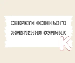 Секрети осіннього живлення озимих. На що звернути увагу?